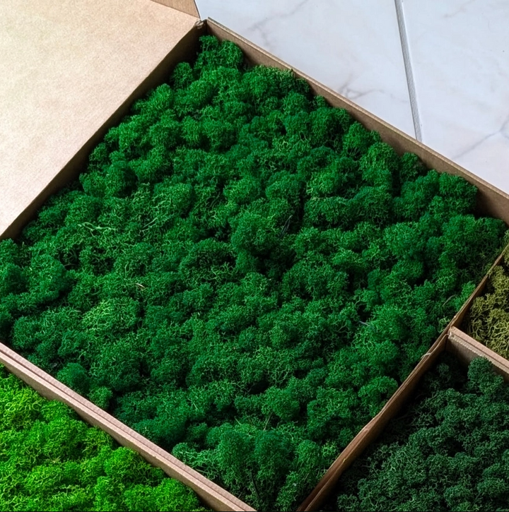 Preserved Reindeer Moss, 16oz. - 13 Hub Lane   |  