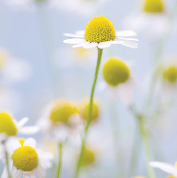 NEST Driftwood & Chamomile Classic Candle - 13 Hub Lane   |  Driftwood & Chamomile