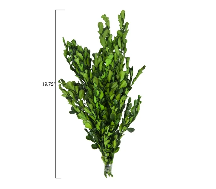 Dried Natural Boxwood - 13 Hub Lane   |  Botanical Bundles