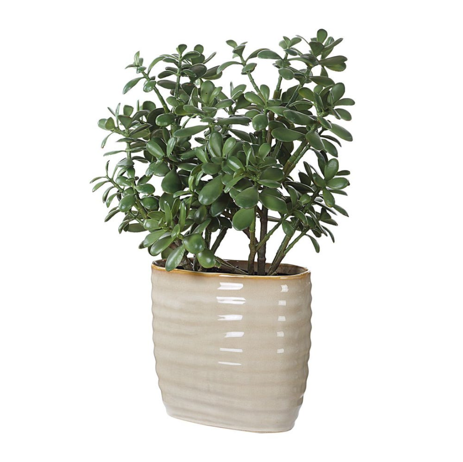 Crassula Jade Accent - 13 Hub Lane   |  Potted Plants