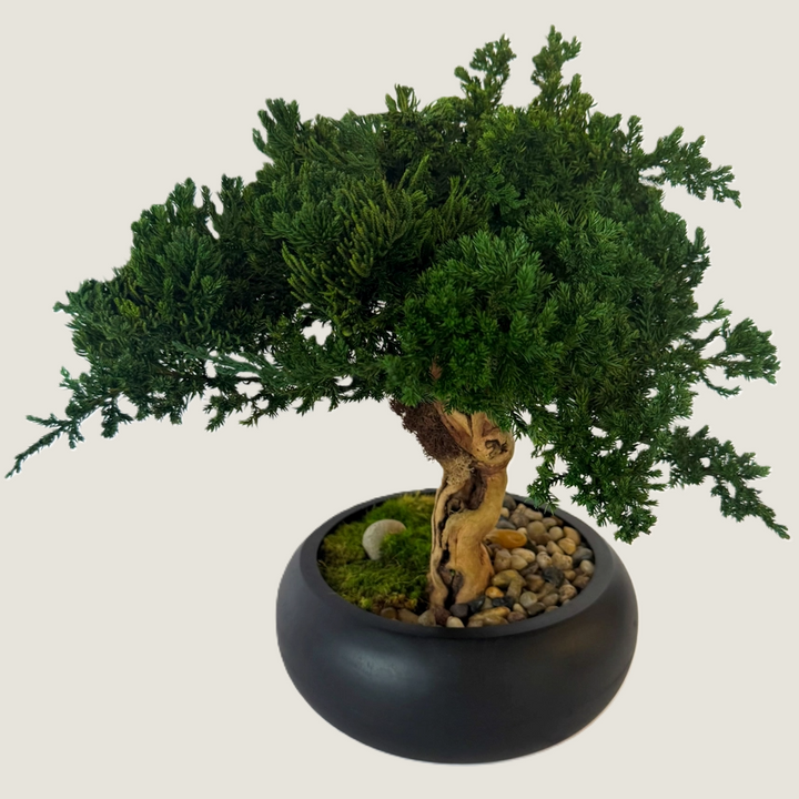 Preserved Bonsai Tree in 8" Mango Wood Bowl