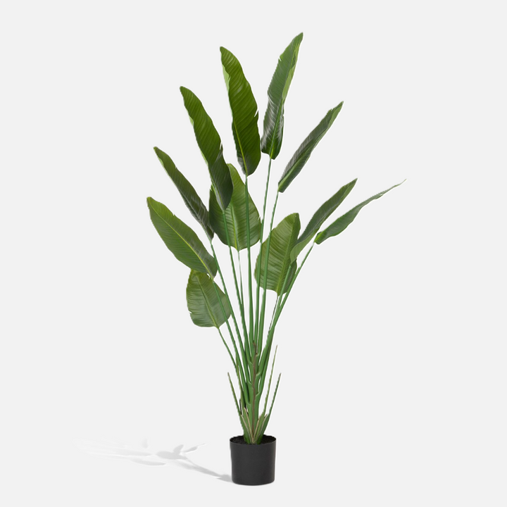 Faux Traveler Palm w/ Black Pot