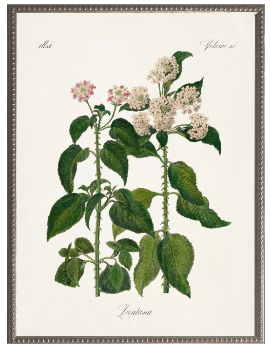 Lantana Nivea, Yellow Mat