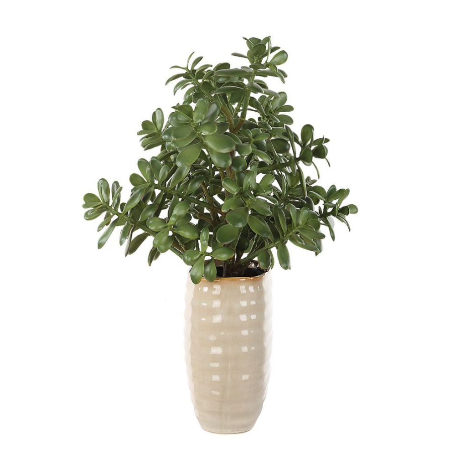 Crassula Jade Accent - 13 Hub Lane   |  Potted Plants