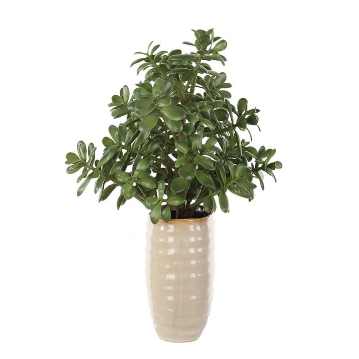 Crassula Jade Accent - 13 Hub Lane   |  Potted Plants