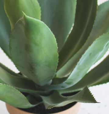 Agave in Faux Terracotta Pot - 13 Hub Lane   |  