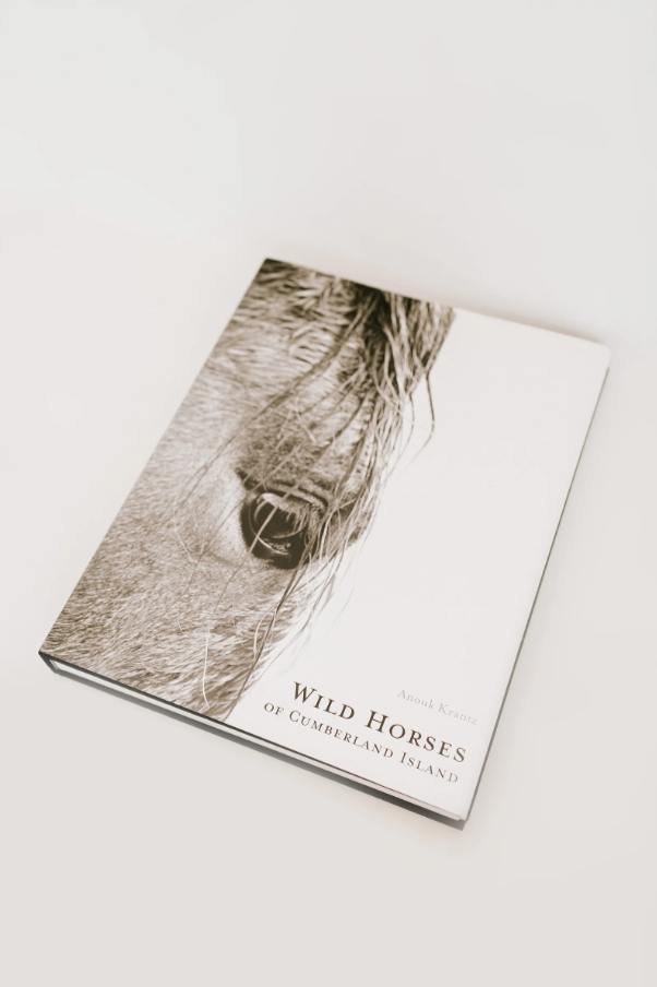 Wild Horses of Cumberland Island