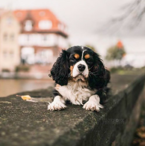 Fifty Places To Travel With Your Dog Before You Die