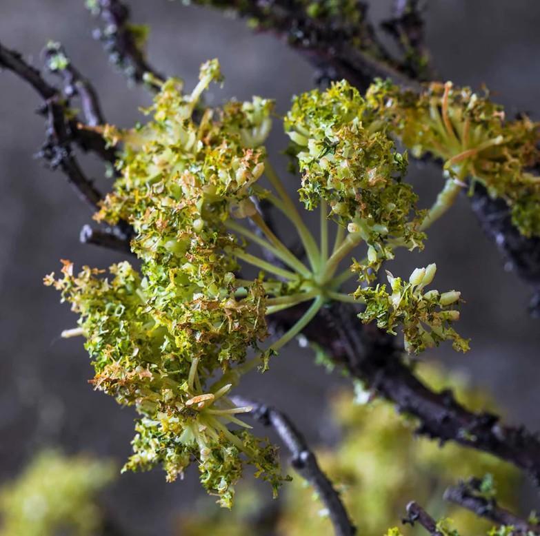 Artificial Moss Branch