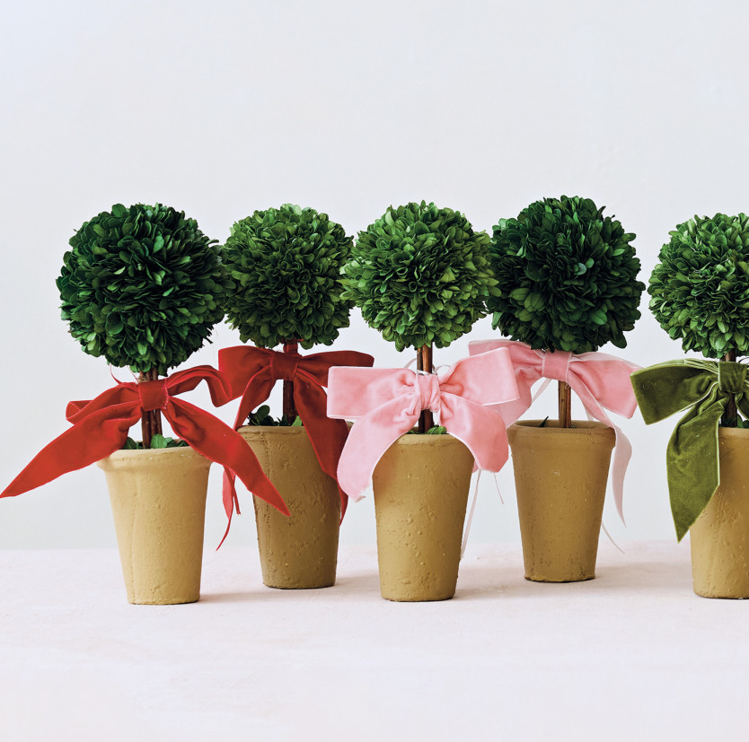 Dried Boxwood Tree in Terra-Cotta Pot w/ Velvet Bow