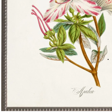Azalea Plant, Green Mat