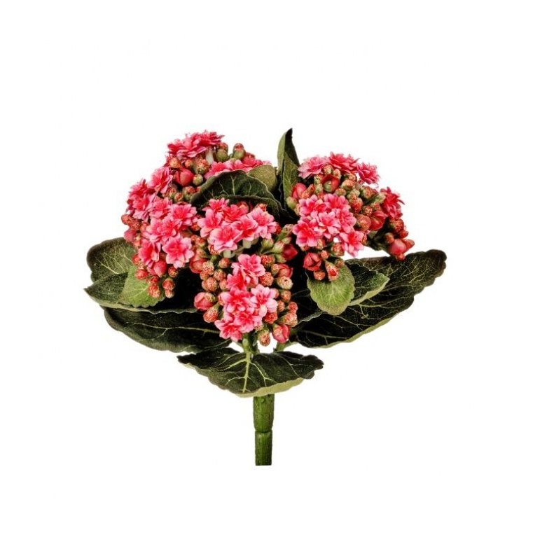 Kalanchoe Plant - 13 Hub Lane   |  