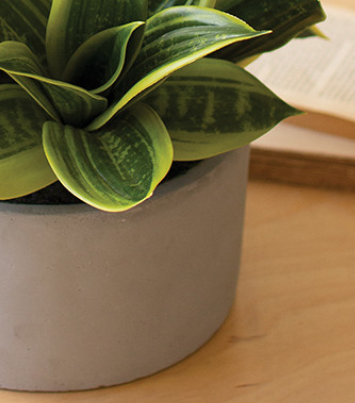 Hahnii in Concrete Pot - Thumbnail 4