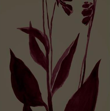 Lilty Maroon I