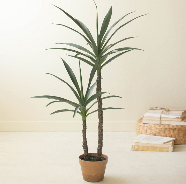 Potted Heneken Plant - 13 Hub Lane   |  Potted Plants