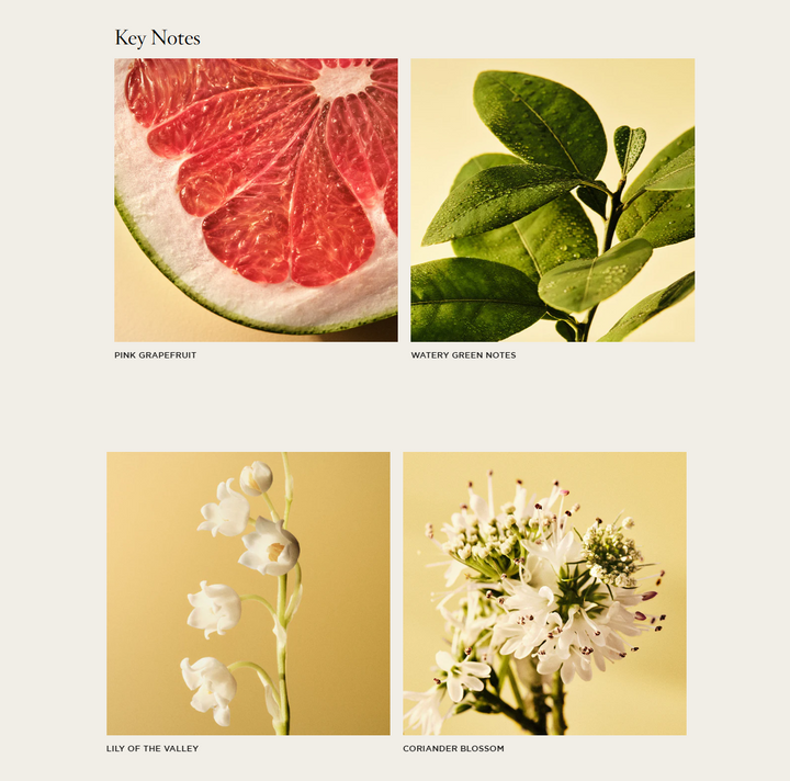 NEST Grapefruit Reed Diffuser - 13 Hub Lane   |  Grapefruit