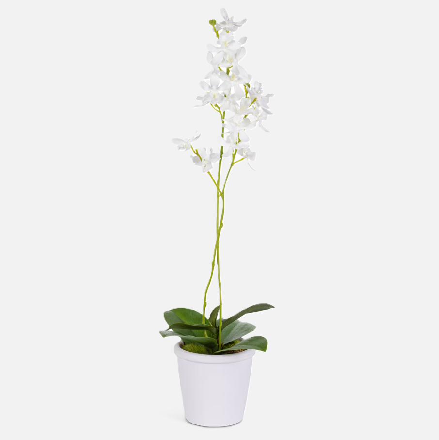 Orchid Stem w/ Moss in Paper Pot