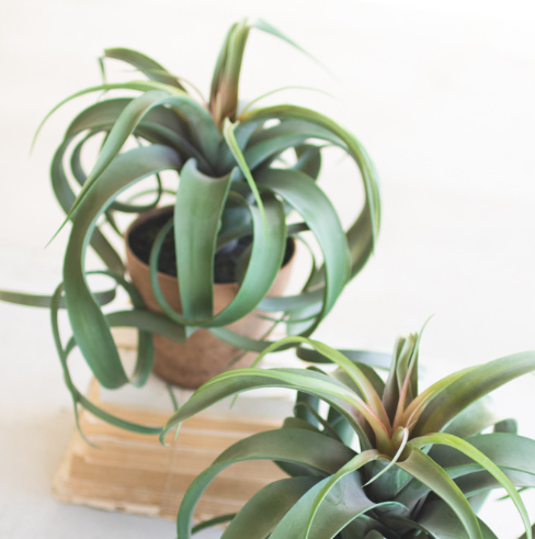 13 Hub Lane Air Plant - Thumbnail 2