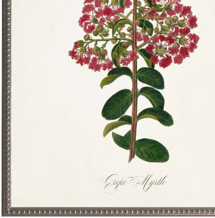 Crepe Myrtle, Blue Mat