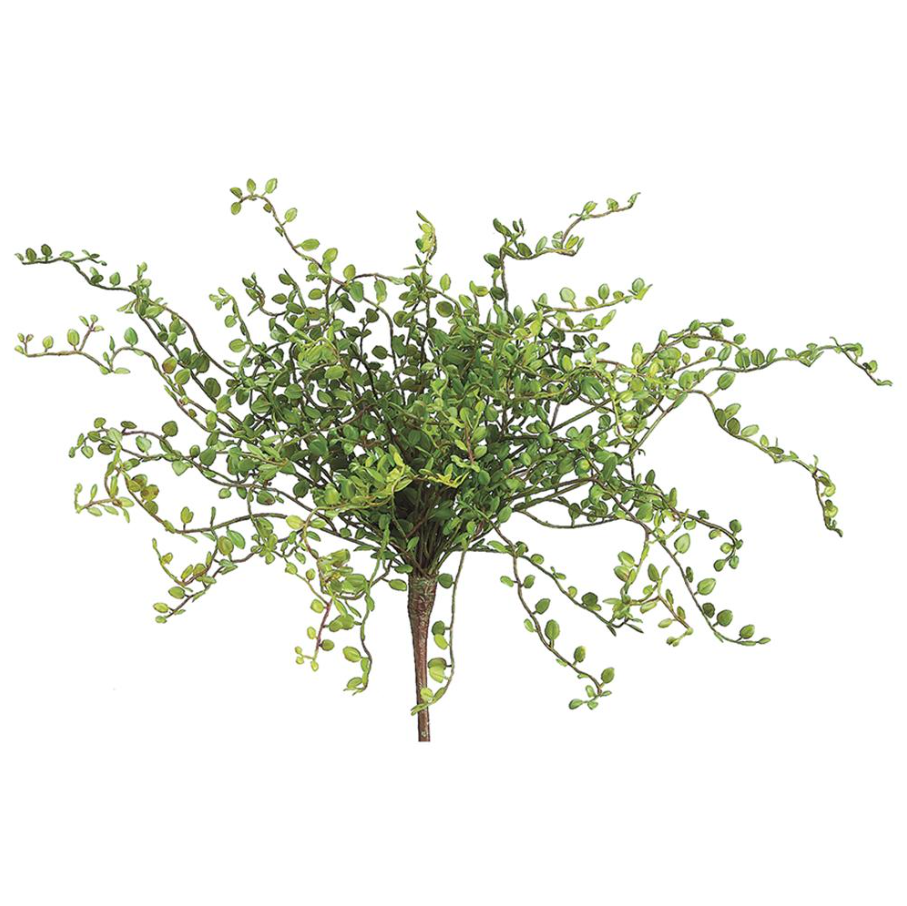 Button Leaf Bush - 13 Hub Lane   |  