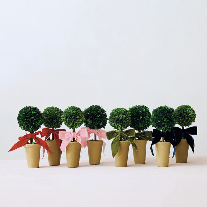 Dried Boxwood Tree in Terra-Cotta Pot w/ Velvet Bow