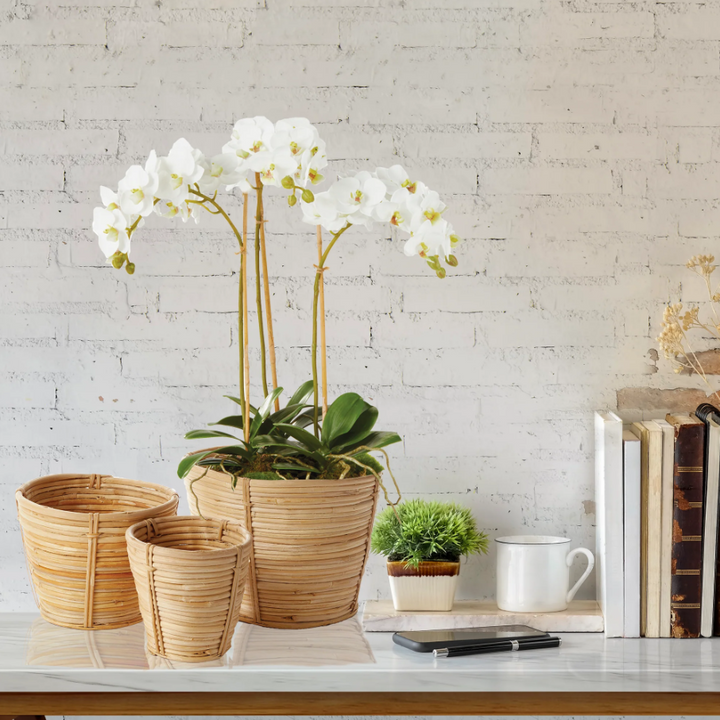 Phalaenopsis Orchid Mini Garden Drop-In - 13 Hub Lane   |  Drop-Ins