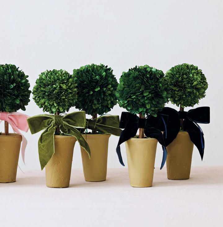 Dried Boxwood Tree in Terra-Cotta Pot w/ Velvet Bow