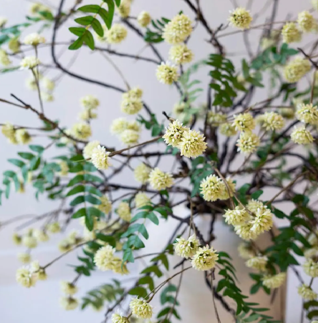 Botanica #3519