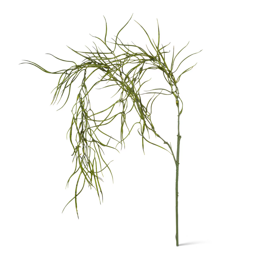 Drooping Hoya Linearis Stem