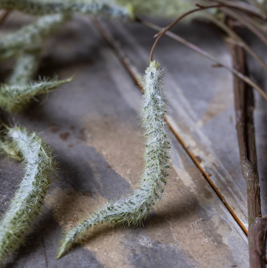 Artificial Trailing Catkin Stem - 13 Hub Lane   |  Botanical Stems