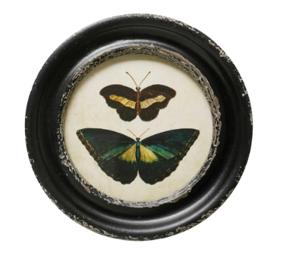 Framed Moths & Butterflies - 13 Hub Lane   |  
