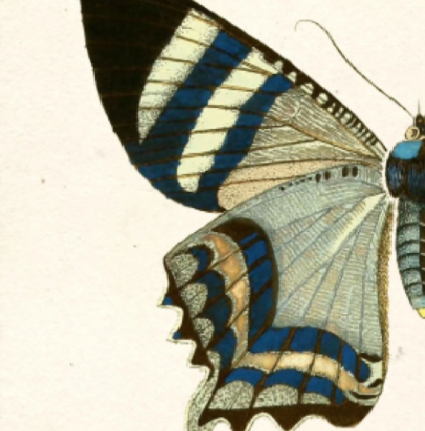 Grey Butterfly Dyptich
