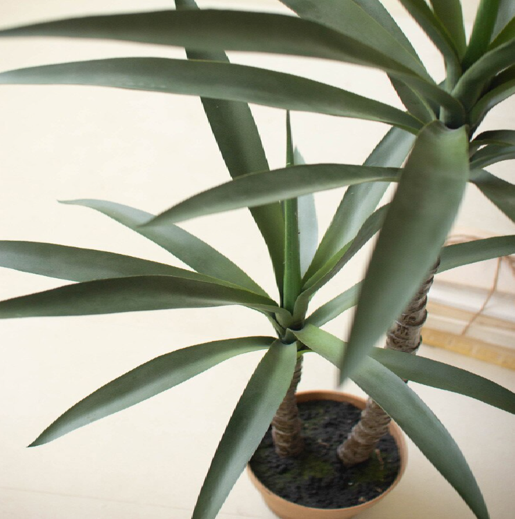 Potted Heneken Plant - 13 Hub Lane   |  Potted Plants