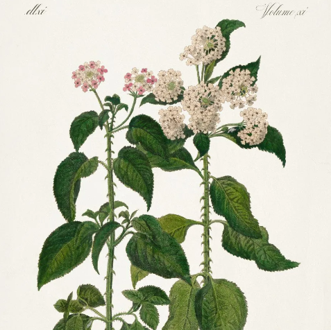 Lantana Nivea, Yellow Mat