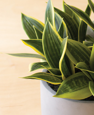 Hahnii in Concrete Pot - Thumbnail 3