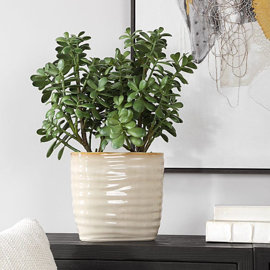 Crassula Jade Accent - Thumbnail 3