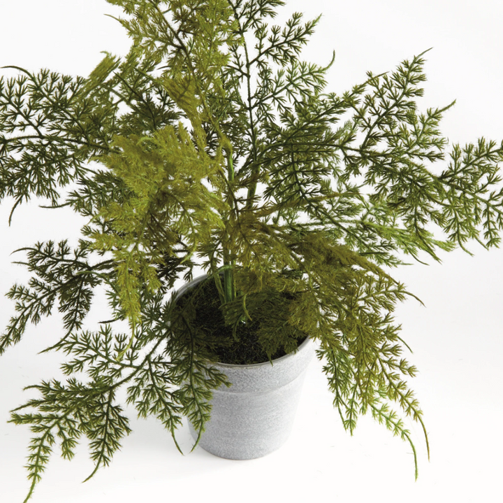 Plumosa Fern Drop-In