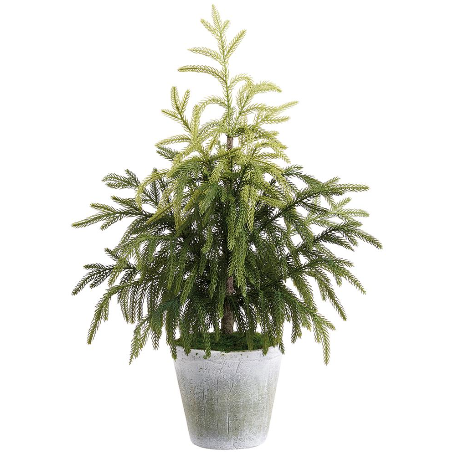 Cypress Tree in Cement Pot
