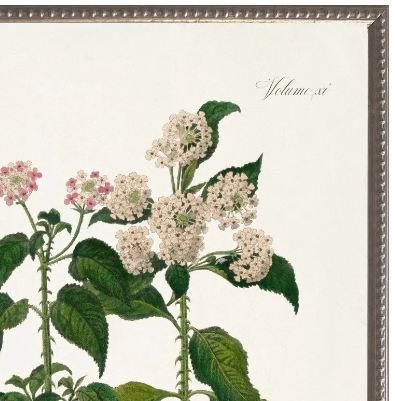 Lantana Nivea, Yellow Mat