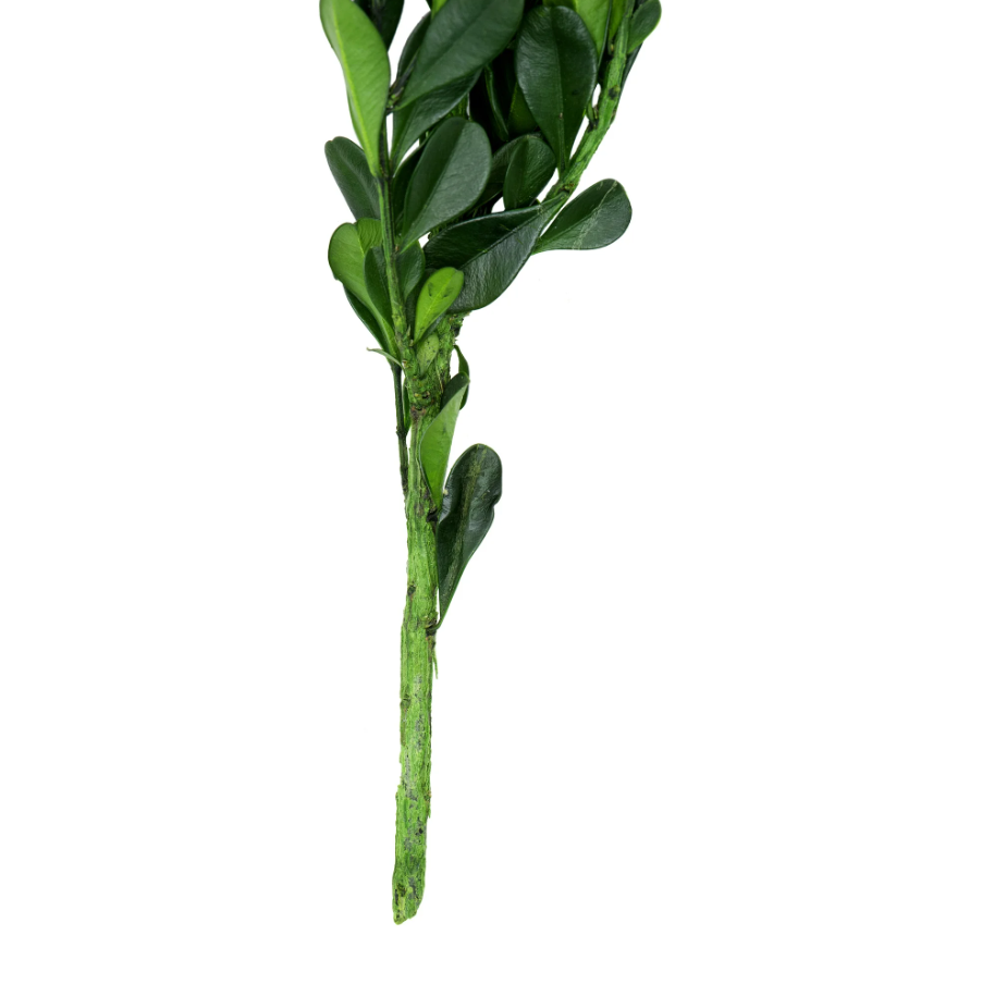 Dried Natural Boxwood - Thumbnail 4