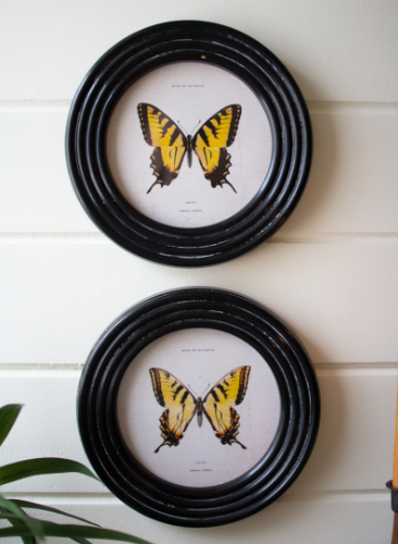 Framed Butterfly Prints, Under Glass - 13 Hub Lane   |  