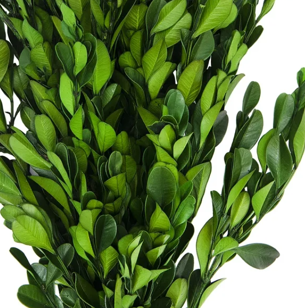 Dried Natural Boxwood - 13 Hub Lane   |  Botanical Bundles
