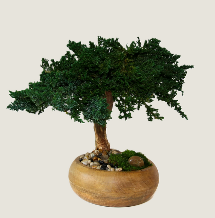 Preserved Bonsai Tree in 8" Mango Wood Bowl