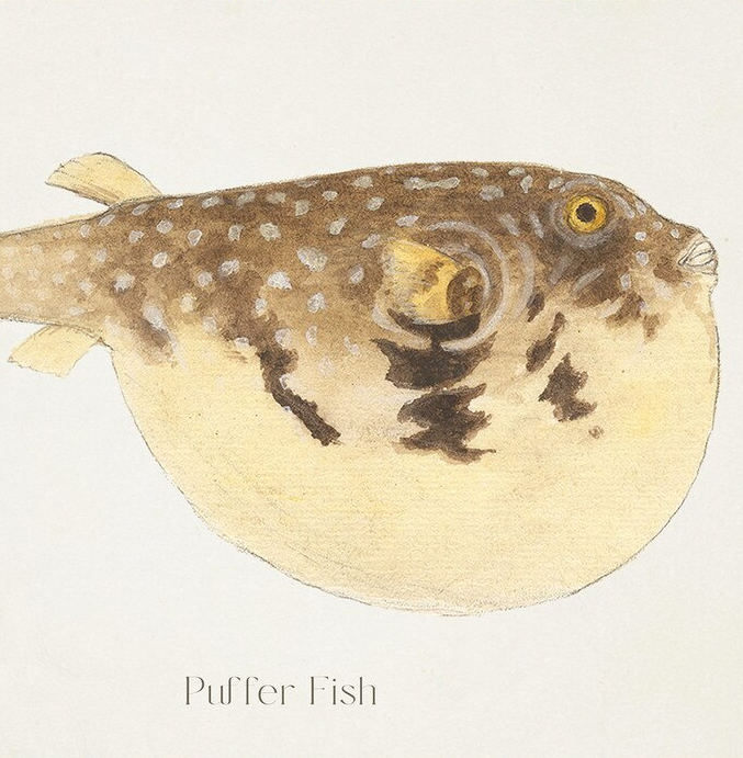 Puffer Fish - 13 Hub Lane   |  Under Glass Prints & Art