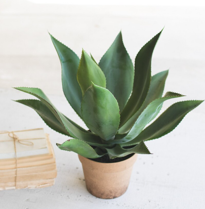 Agave in Faux Terracotta Pot - 13 Hub Lane   |  Potted Plants