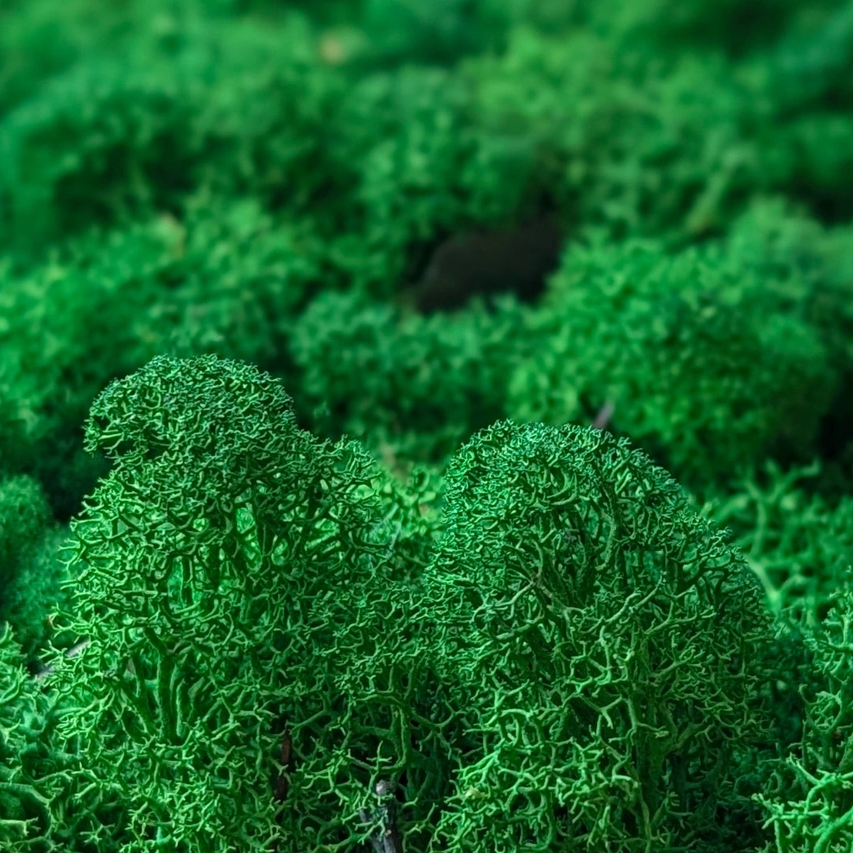 Preserved Reindeer Moss, 16oz. - 13 Hub Lane   |  