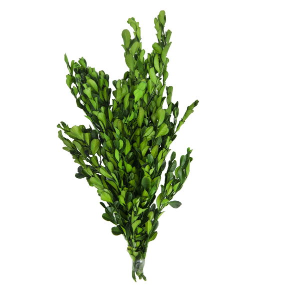 Dried Natural Boxwood - Thumbnail 5