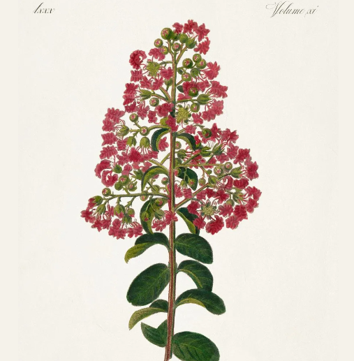 Crepe Myrtle, Blue Mat