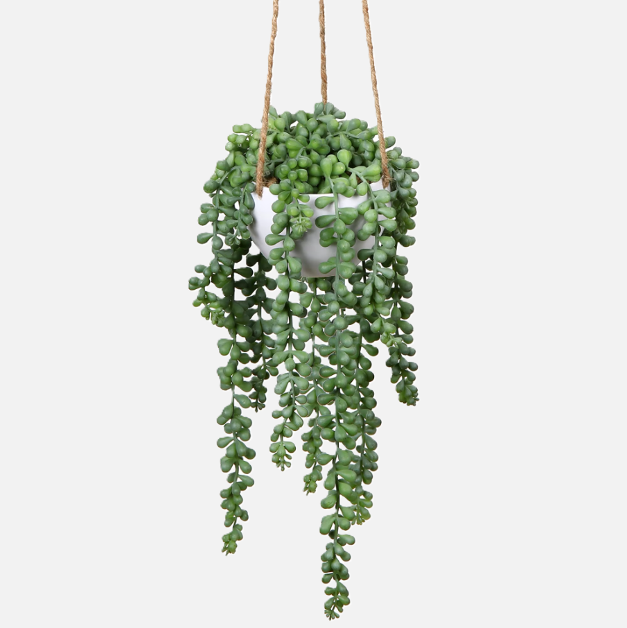 Hanging Senecio Plant Stem