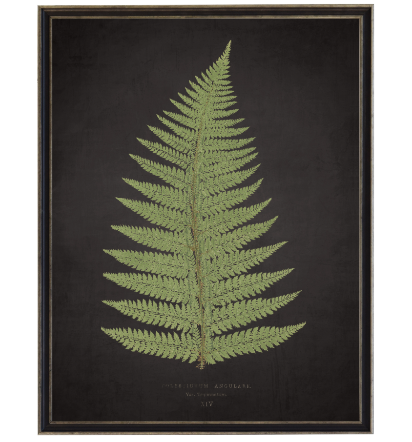 Aged Black Fern 'B'